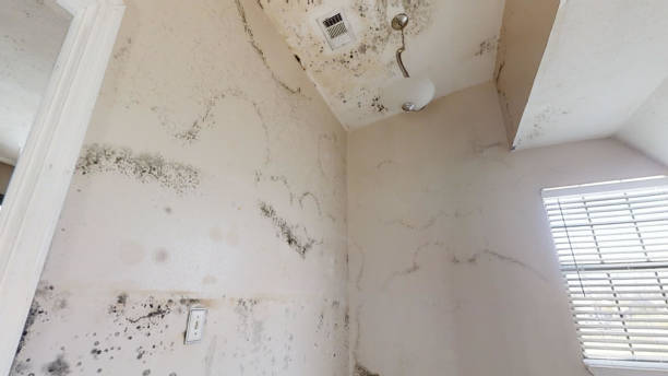 Best Mold Damage Restoration  in Wappingers Falls, NY