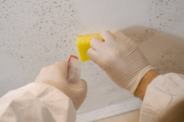 Best Airborne Mold Testing  in Wappingers Falls, NY