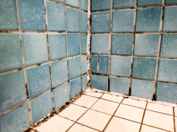 Best Mold Odor Removal Services  in Wappingers Falls, NY