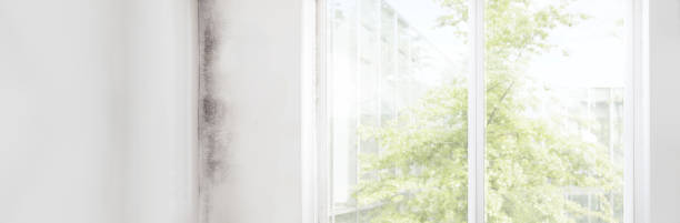 Best Residential Mold Inspection & Testing  in Wappingers Falls, NY
